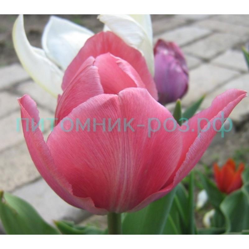 Тюльпан (Tulipa) Семейство лилейные - Питомник роз
